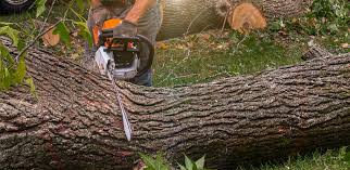 Best Fruit Tree Pruning  in William Paterson University Of New Jersey, NJ