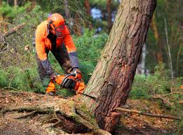 Best Leaf Removal  in William Paterson University Of New Jersey, NJ