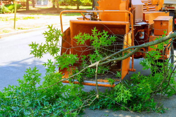 Best Tree and Shrub Care  in William Paterson University Of New Jersey, NJ