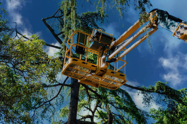 William Paterson University Of New Jersey, NJ Tree Services Company