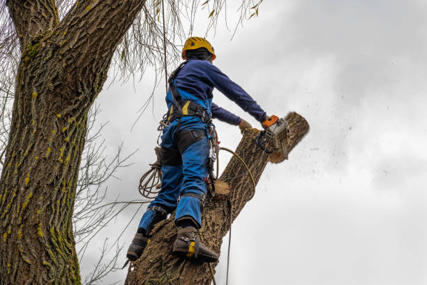 Best Tree Preservation Services  in William Paterson University Of New Jersey, NJ