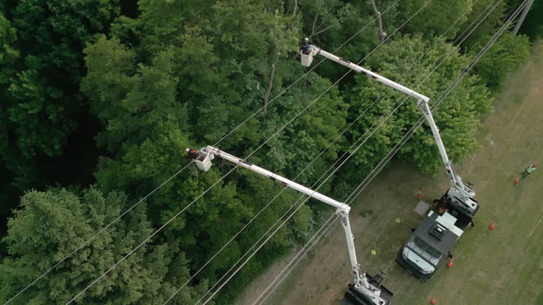 Best Utility Line Clearance  in William Paterson University Of New Jersey, NJ