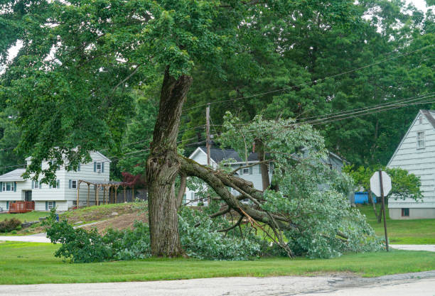 How Our Tree Care Process Works  in  William Paterson University Of New Jersey, NJ