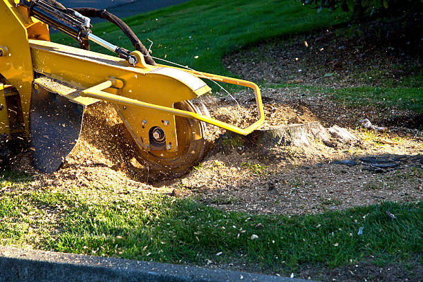 Best Tree Trimming and Pruning  in William Paterson University Of New Jersey, NJ