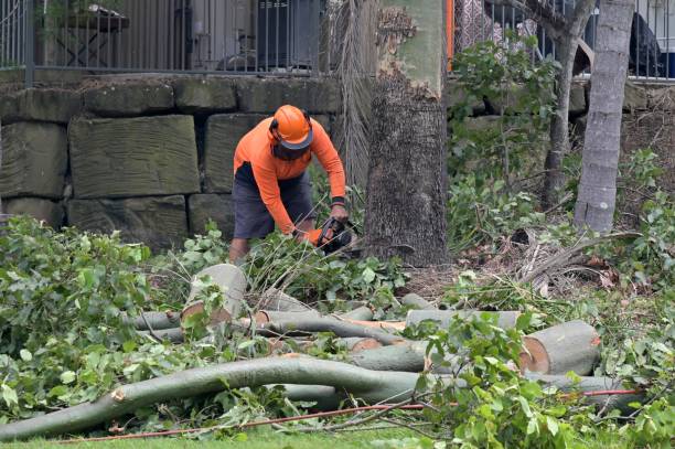  William Paterson University Of New Jersey, NJ Tree Services Pros